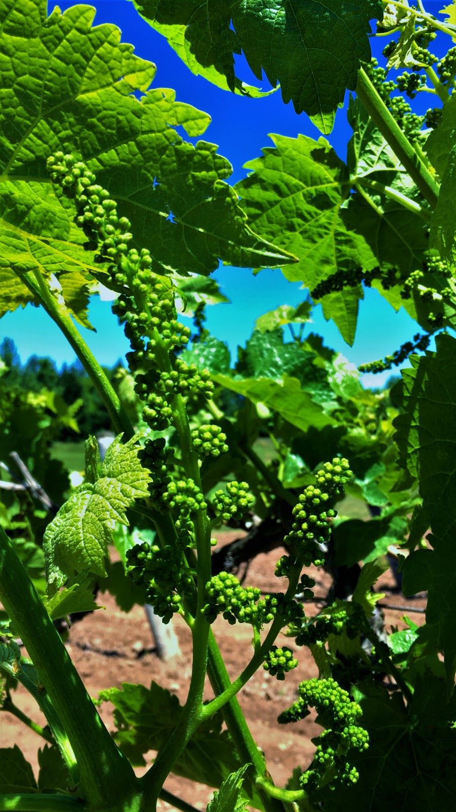 Schulze Vineyards & Winery | 2090 Coomer Rd, Burt, NY 14028, USA | Phone: (716) 778-8090