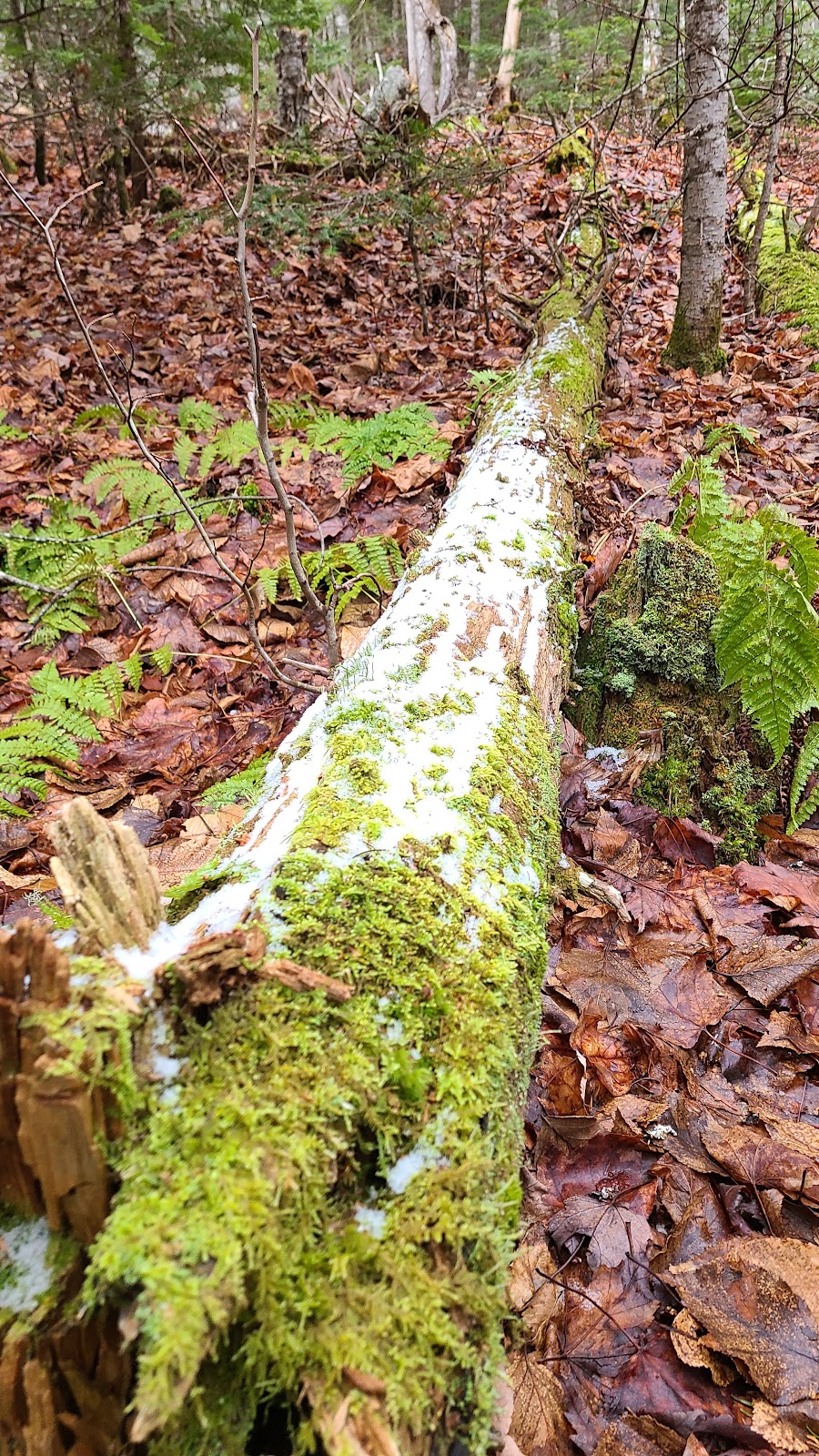 Bonshaw Provincial Park | 132 Riverdale Rd, Bonshaw, PE C0A 1C0, Canada | Phone: (902) 368-4791