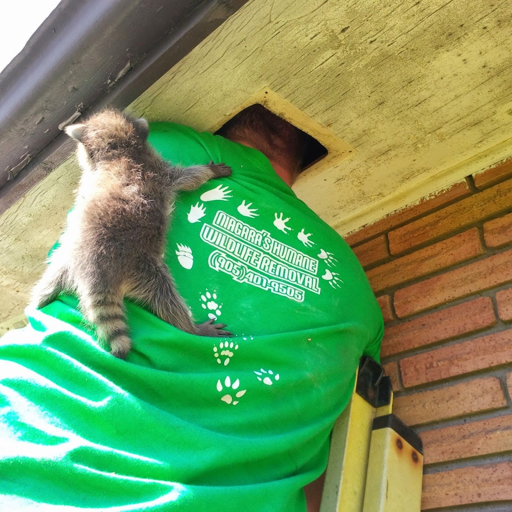 Niagaras Humane Wildlife Removal | 52 Pine Street South, Thorold, ON L2V 3L4, Canada | Phone: (905) 401-9505