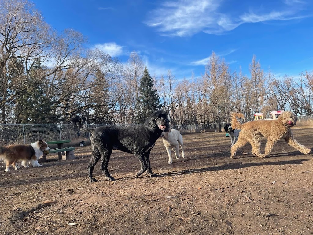 The Second Pup | 7030 2 Ave SW, Edmonton, AB T6X 1A3, Canada | Phone: (780) 708-5486