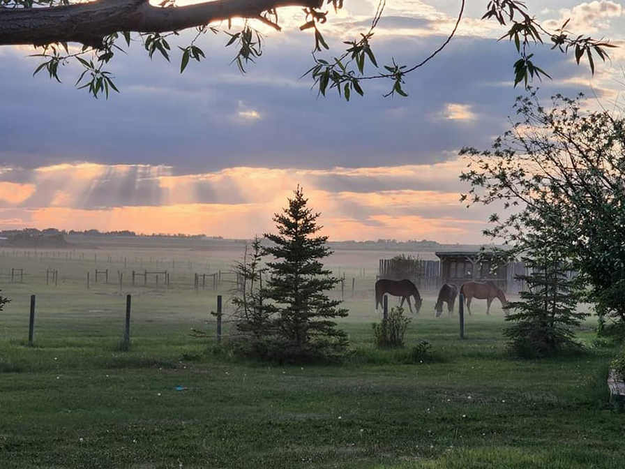 AJLS Ranch | Range Rd 253 222050, Carseland, AB T0J 0M0, Canada | Phone: (403) 993-2398