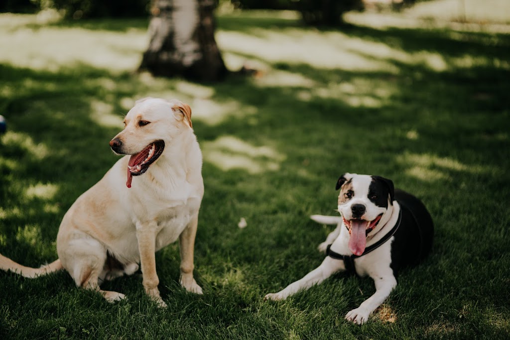 Kitty’s Dog Walking | 7600 Cottonwood Dr, Osoyoos, BC V0H 1V3, Canada | Phone: (250) 719-4677