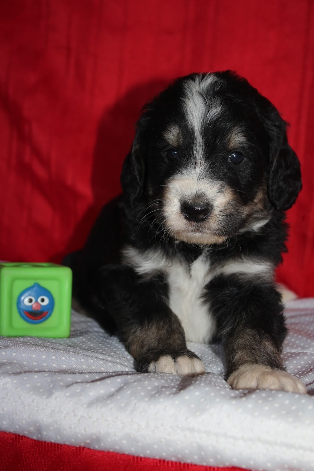 Supreme Labradoodles | 7931 Regional Rd 86, Wallenstein, ON N0B 2S0, Canada | Phone: (519) 502-0393