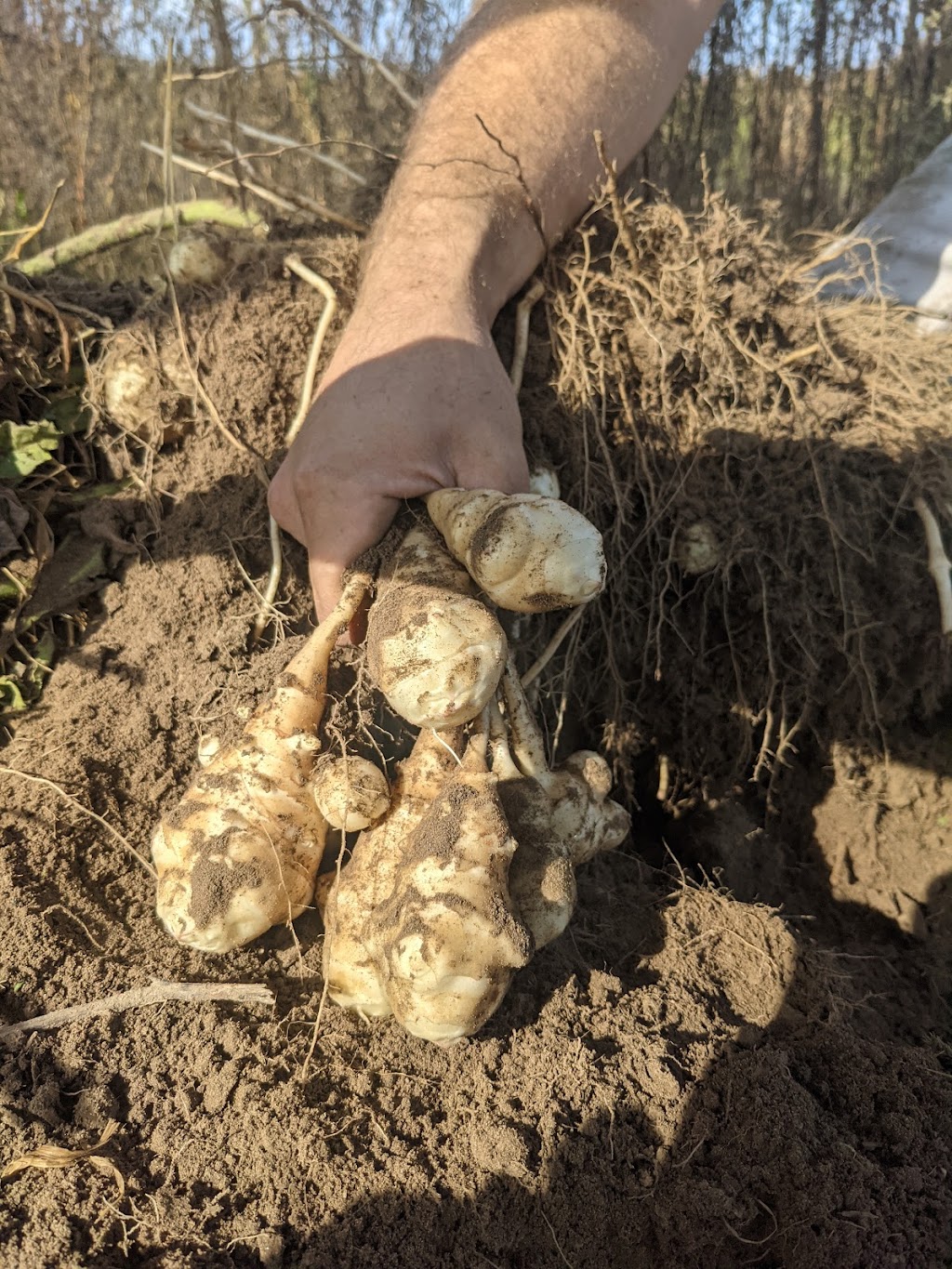 Nos Racines - projet paysan - | 1006 Rang Bourgchemin O, Saint-Hugues, QC J0H 1N0, Canada | Phone: (450) 881-4248