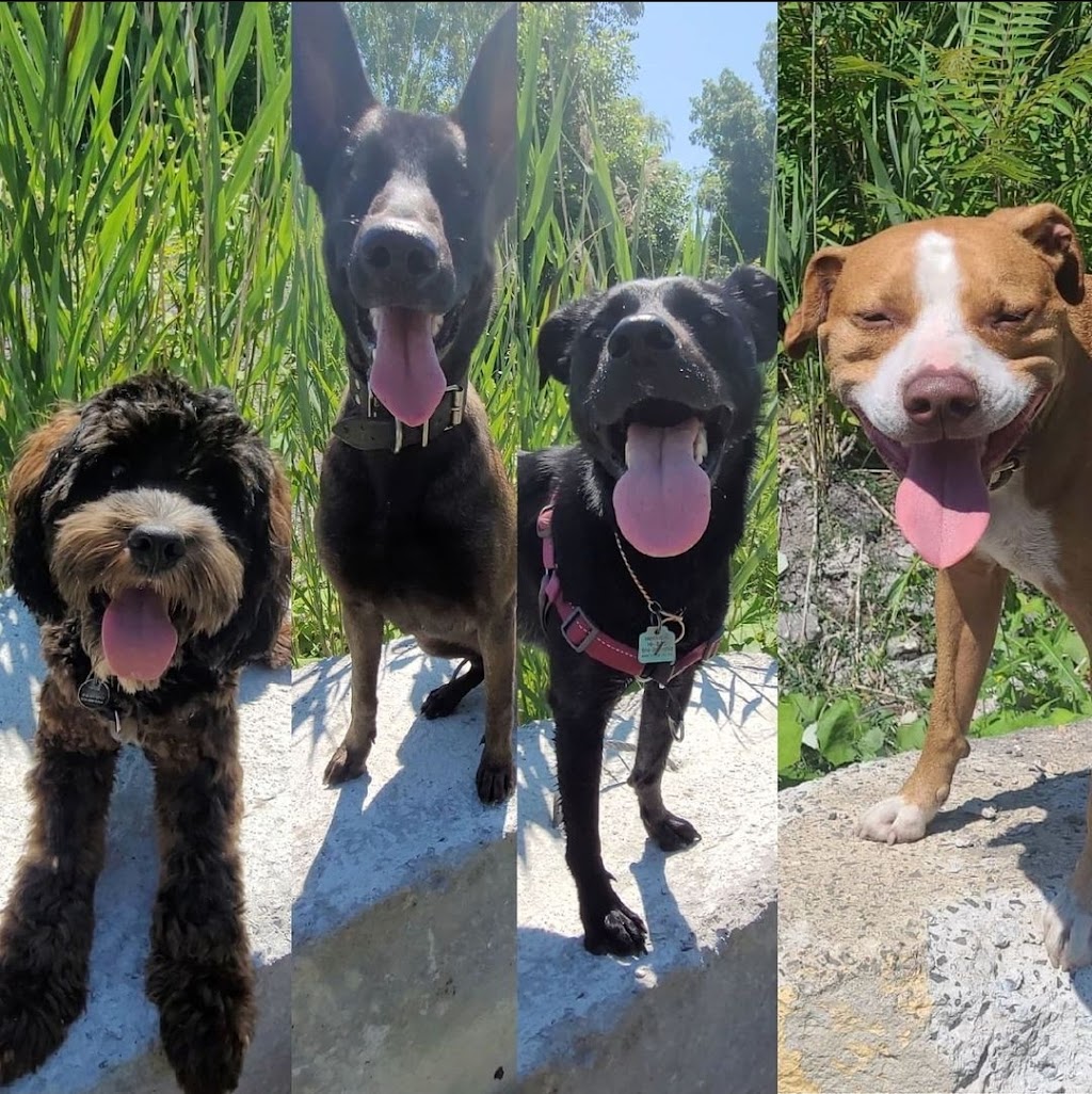 VanYs 4 Paw Paradise | 47 Rang de la Rivière-Noire S, Saint-Chrysostome, QC J0S 1R0, Canada | Phone: (438) 483-4559