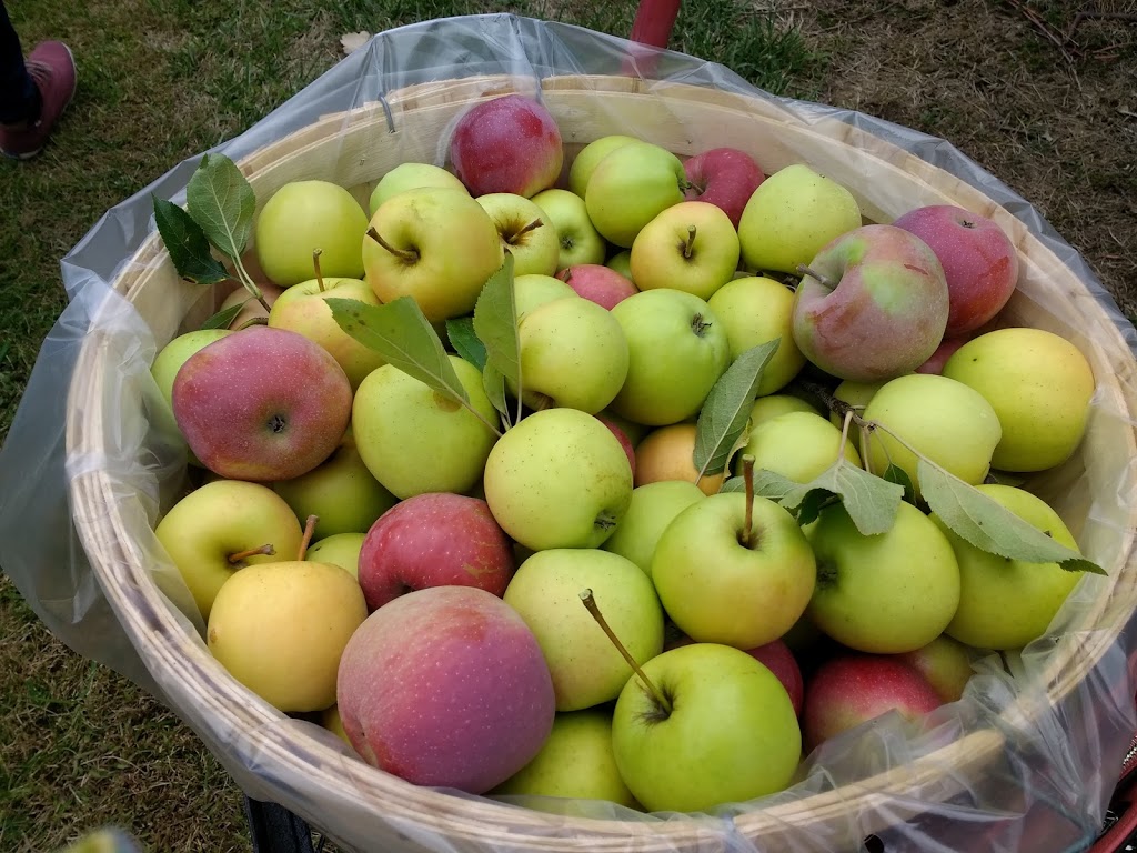 Silmaril Farm and Kennel | 144 Russ Rd, Grimsby, ON L3M 4E7, Canada | Phone: (905) 945-7963