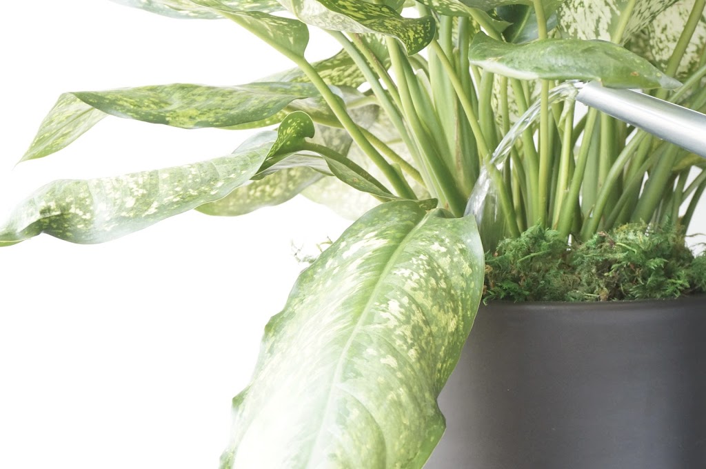 Greenjeans Interiorscape | 3514 78 Ave NW, Edmonton, AB T6B 2X9, Canada | Phone: (780) 490-0455