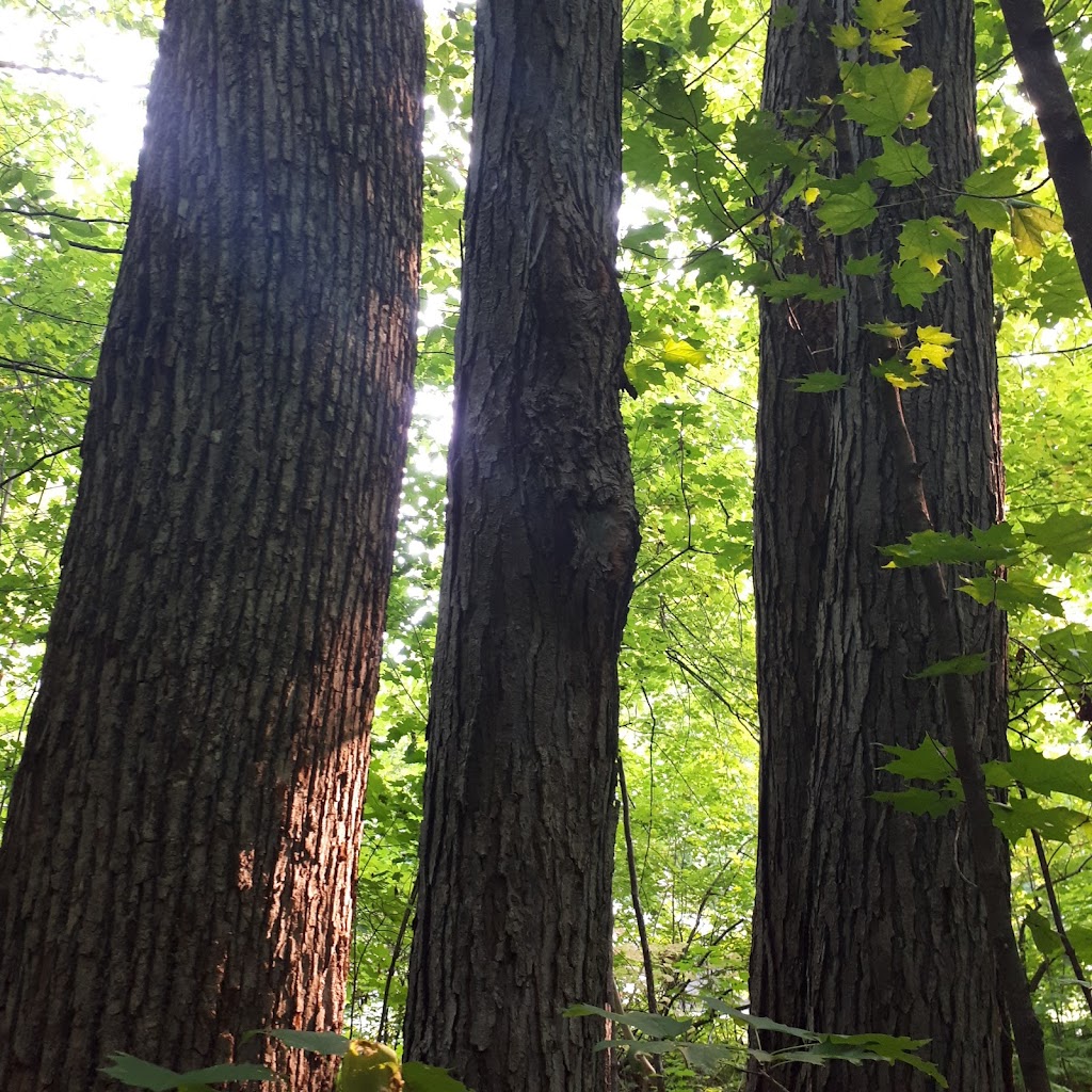 Harvey Fraser Nature Park | Cecelia St, Pembroke, ON K8A 7W9, Canada | Phone: (613) 735-6821