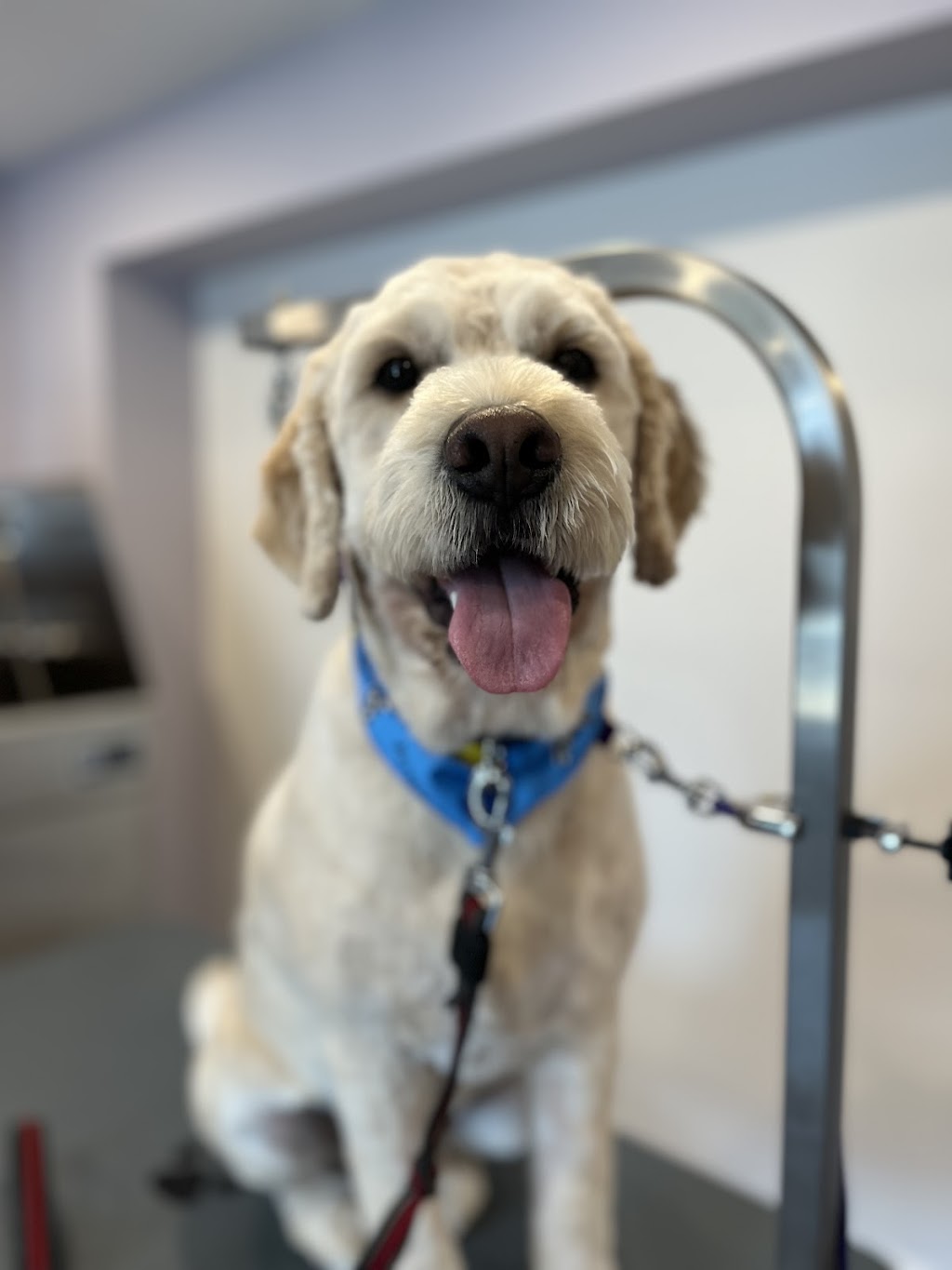 Purrdy Paws Beechwood | 121 Beechwood Ave., Ottawa, ON K1M 1L5, Canada | Phone: (613) 882-7077