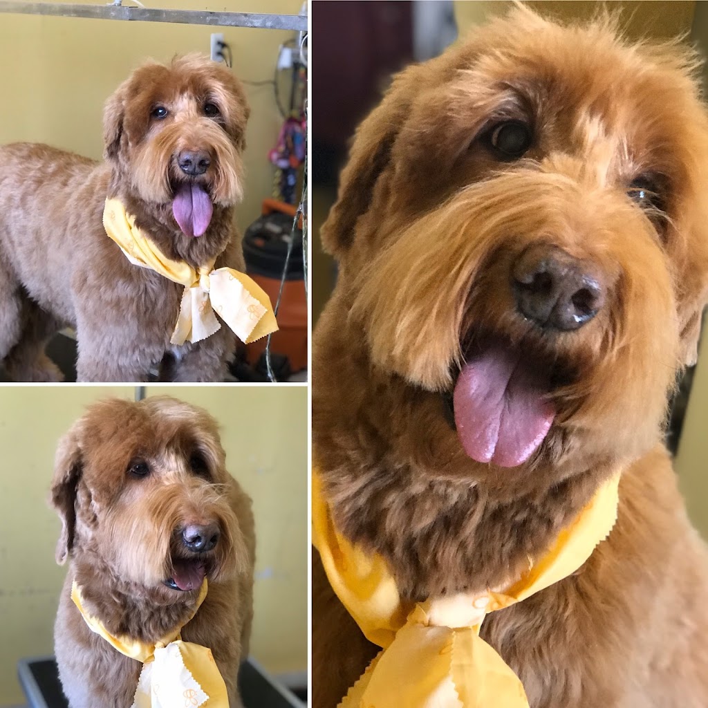 Hazy Daisy Doodles and Poodles Kennels | 5723 NB-880, Dobson Corner, NB E4Z 4B9, Canada | Phone: (506) 708-0553