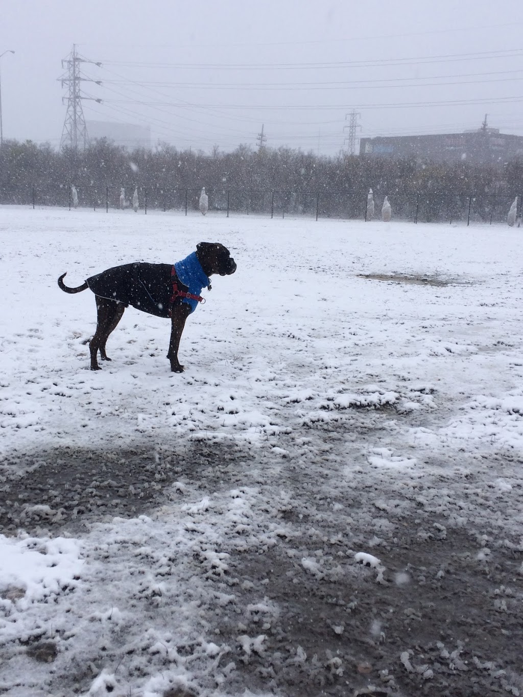 Hampton Park Dog Run | Trans-Canada Hwy, Ottawa, ON K1Z 6E6, Canada