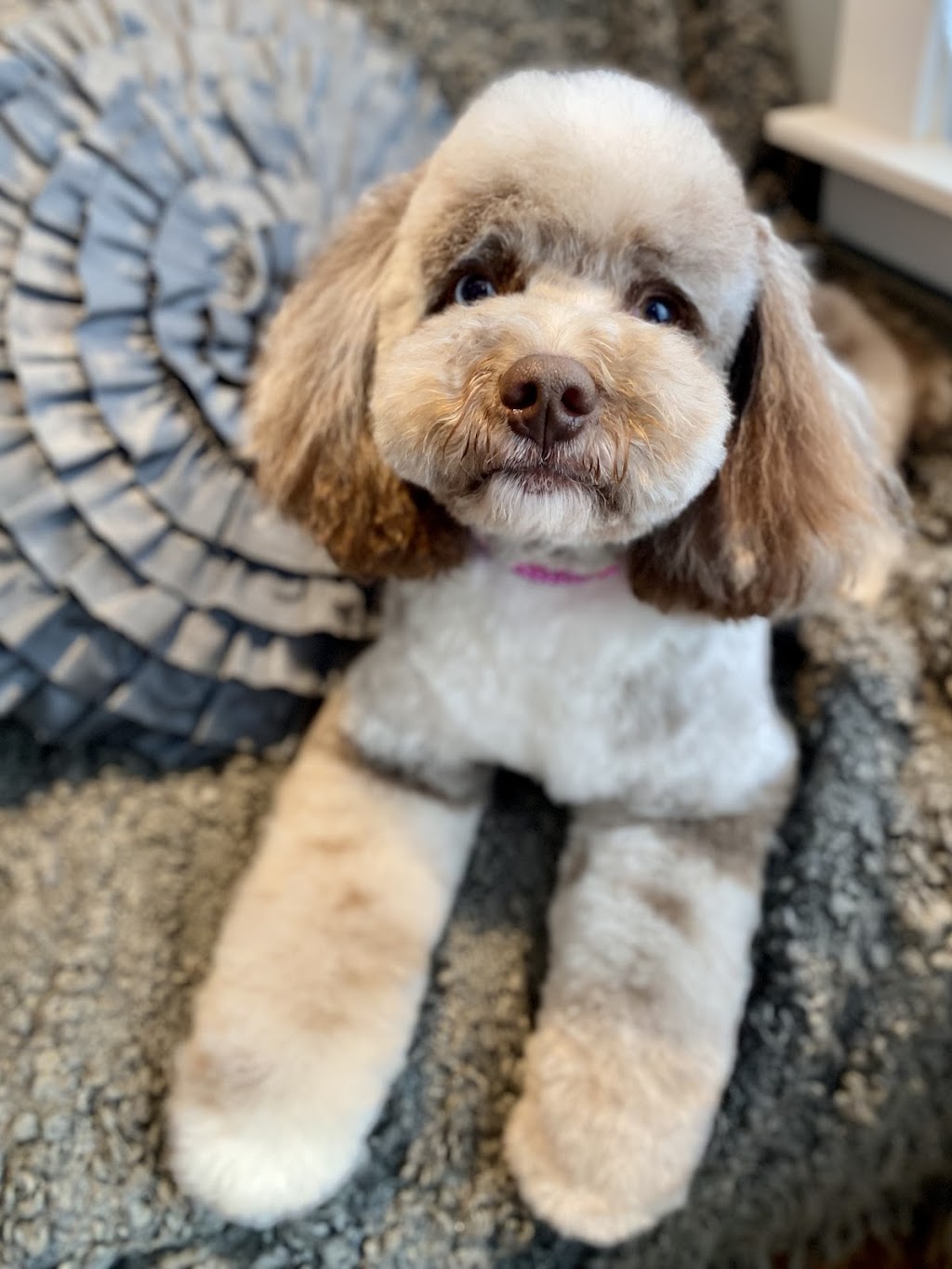 A Tail Above Grooming | 65974 Ogilview Dr, Hope, BC V0X 1L1, Canada | Phone: (604) 869-1738
