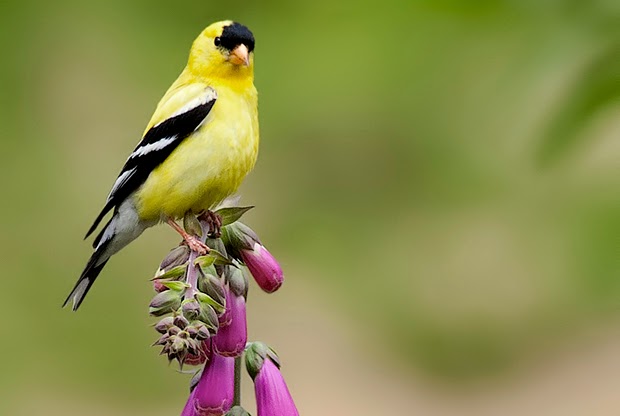 Gilligallou Bird - Almonte | 14 Mill St #3, Almonte, ON K0A 1A0, Canada | Phone: (613) 461-7333
