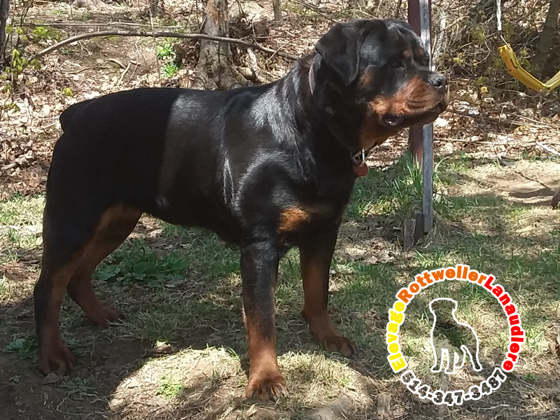 Élevage de chiots et chiens Rottweiler Lanaudière | 300 6e Rang, Saint-Calixte, QC J0K 1Z0, Canada | Phone: (514) 347-3487