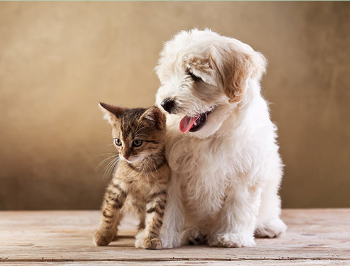 Stave Lake Veterinary Hospital | 7871 Stave Lake St E130, Mission, BC V2V 0B5, Canada | Phone: (604) 286-0160