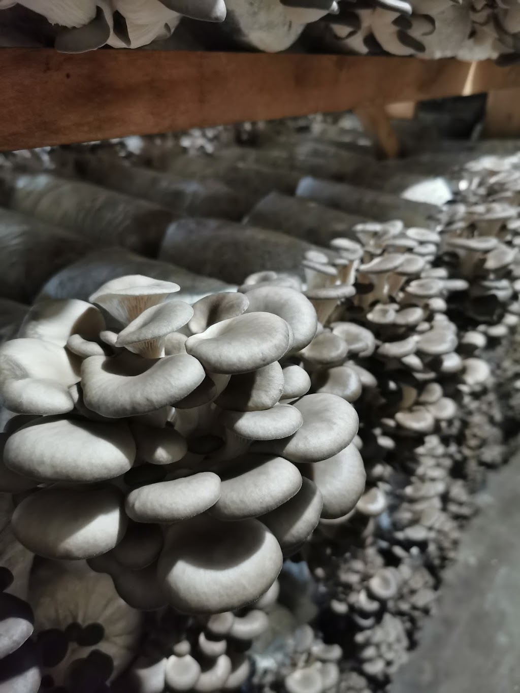 Friendship Specialty Mushroom Farm | 8110 Upper Prairie Rd, Chilliwack, BC V2P 6H3, Canada | Phone: (778) 389-1818