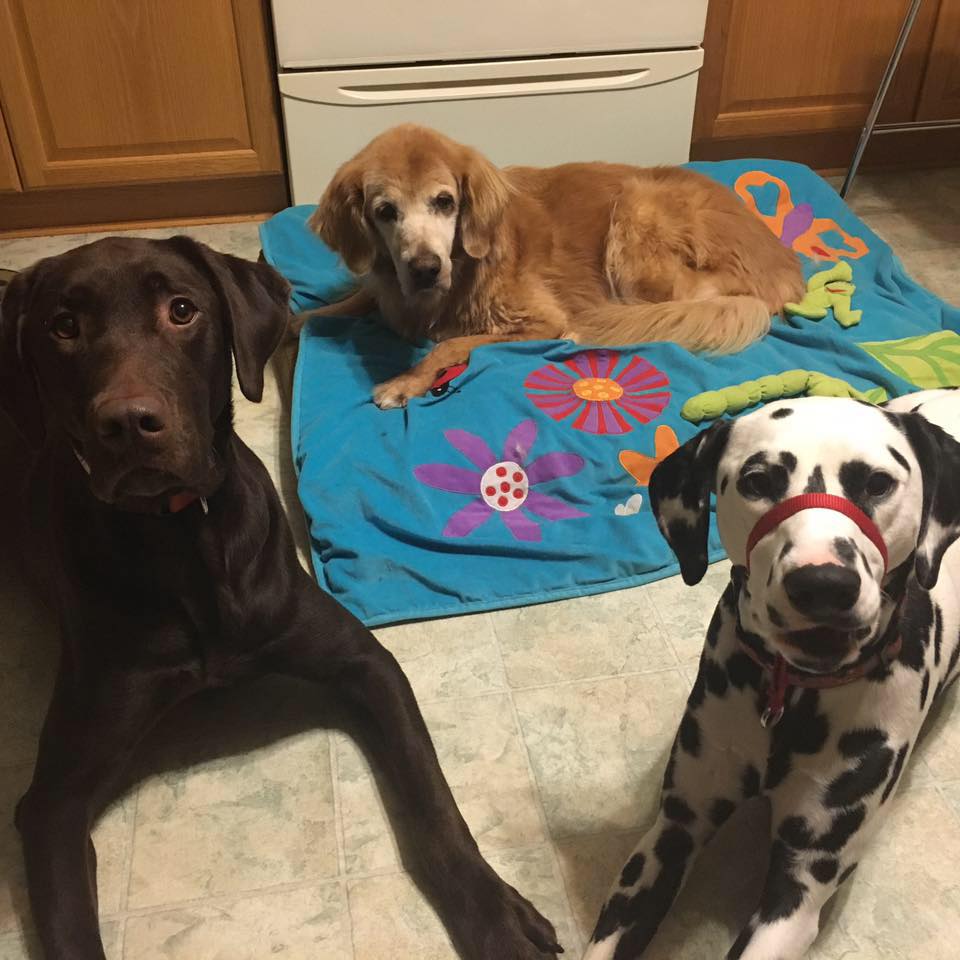 The Ruff House Kennel | 4160 10th Side Rd RR#4, Cookstown, ON L0L 1L0, Canada | Phone: (416) 886-3418