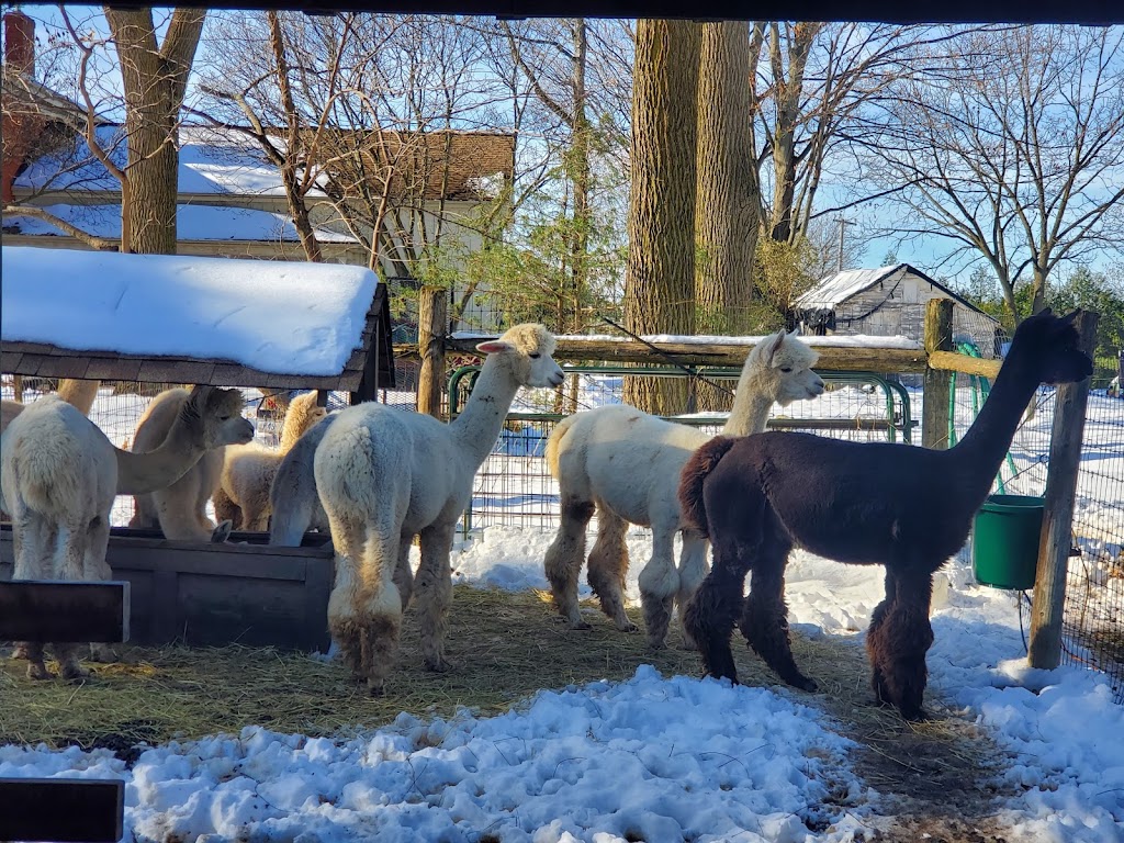 Moore House Fine Alpacas | 417 Tice Rd, Ridgeville, ON L0S 1M0, Canada | Phone: (905) 892-8252