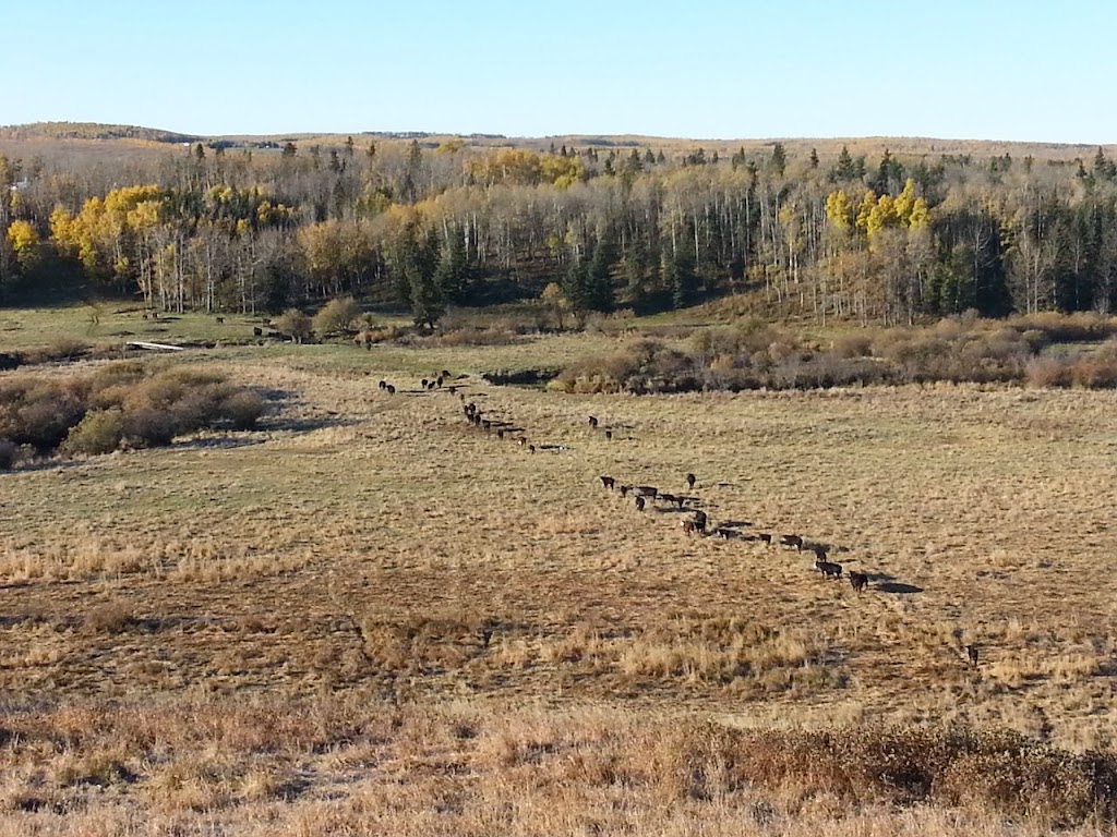 DRR ANGUS | RR2, Westerose, AB T0C 2V0, Canada | Phone: (780) 361-9141