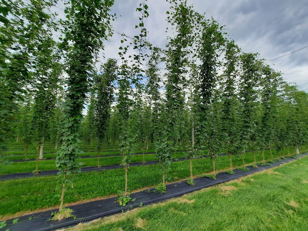 Houblon des Jarrets Noirs - Biergarten | 488 Rte du Bord de lEau, Saint-Bernard, QC G0S 2G0, Canada | Phone: (418) 801-7544