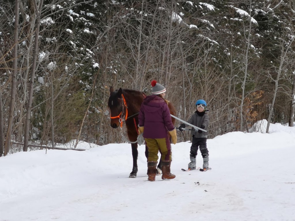 Ecurie Carpe Diem | 414 Rang Petit Capsa, Saint-Augustin-de-Desmaures, QC G3A 1W8, Canada | Phone: (418) 265-3130