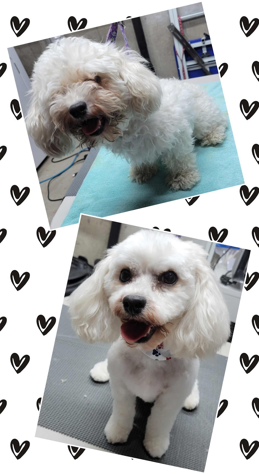 The Dapper Doodle Salon & Spa | 151 Bonaventure Dr, London, ON N5V 4M1, Canada | Phone: (519) 630-4754