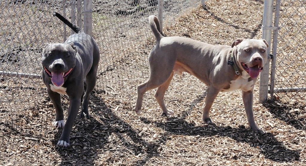 780 Kennels | 51227 Range Rd 280, Alberta T7Y 3H6, Canada | Phone: (780) 887-8805
