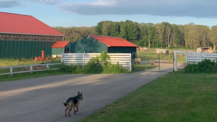 Freehand Farm Inc. | 5868 Penetanguishene Rd, Elmvale, ON L0L 1P0, Canada | Phone: (416) 844-4685