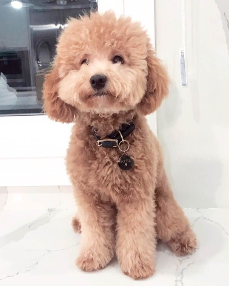 Pooches N Pals Inc. | 356 Lakeshore Rd W, Mississauga, ON L5H 1H3, Canada | Phone: (905) 278-2275