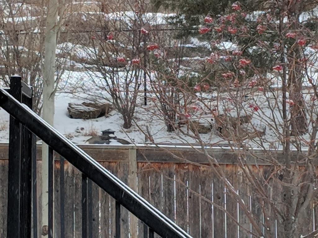 Elmira Park | 46 Elkton Way SW, Calgary, AB T3H 4Y8, Canada