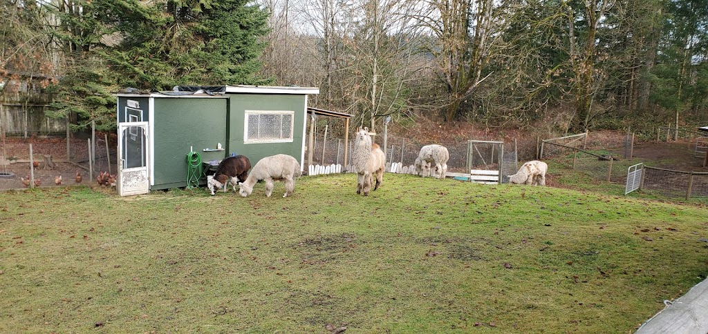 Woosterville Mini-Llama Farm | 4135 Hillbank Rd, Duncan, BC V9L 6M1, Canada | Phone: (250) 815-0210