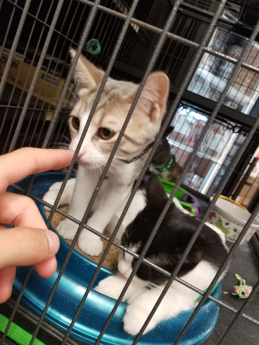 Pet Valu | 1550 Upper James St, Hamilton, ON L9B 2L6, Canada | Phone: (905) 574-5107