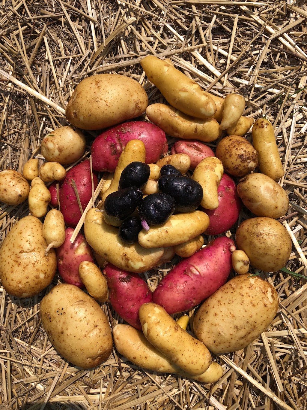 Elmer House Farm | 18651 Warden Ave., East Gwillimbury, ON L0G 1V0, Canada | Phone: (905) 716-7010