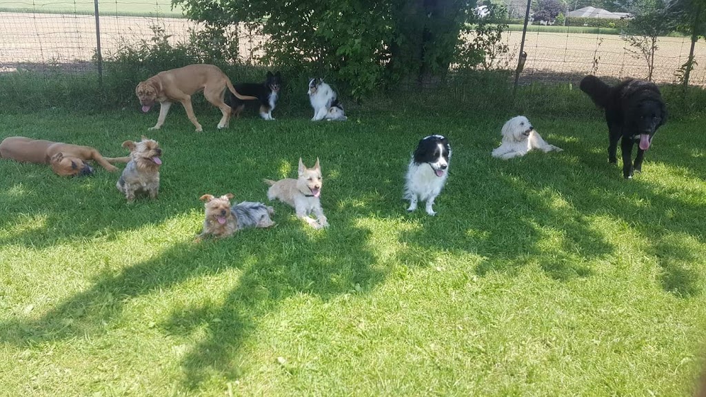 Balanced K9 Living | 623577 North Town Line W, Ingersoll, ON N5C 3J6, Canada | Phone: (519) 788-4701