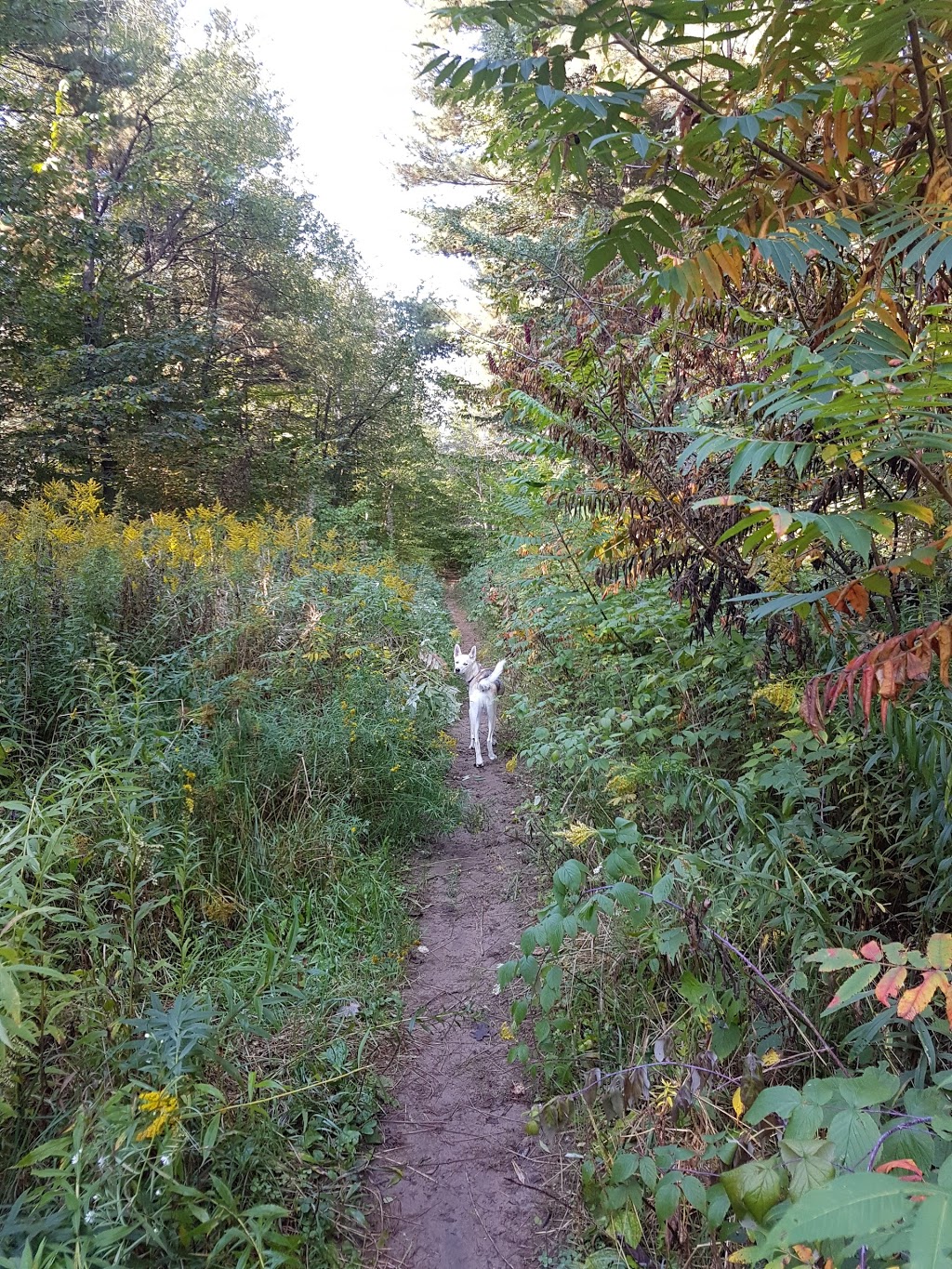 Simcoe County Forest Blauxham Trail | 8190-8192 Veterans Dr, Barrie, ON L4N 9J1, Canada