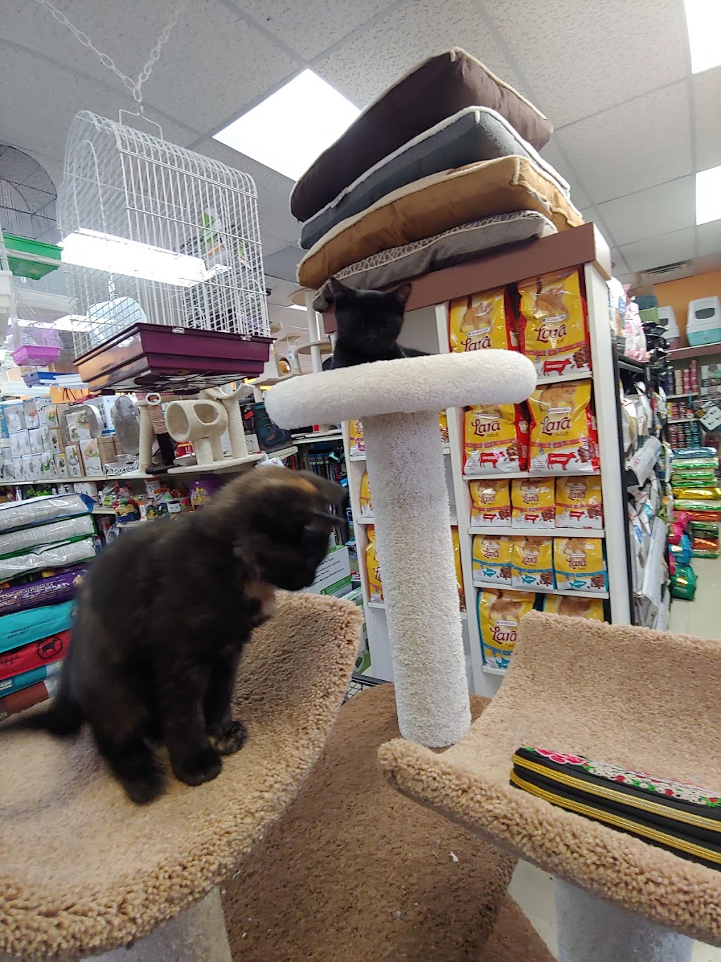 Boutique d’animaux Chico Boisbriand | 39 Chem. de la Grande-Côte, Boisbriand, QC J7G 1C8, Canada | Phone: (450) 430-8485
