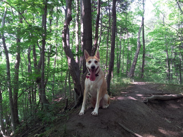 Gus Harris Trail | Gus Harris Trail, Scarborough, ON M1L 3E7, Canada