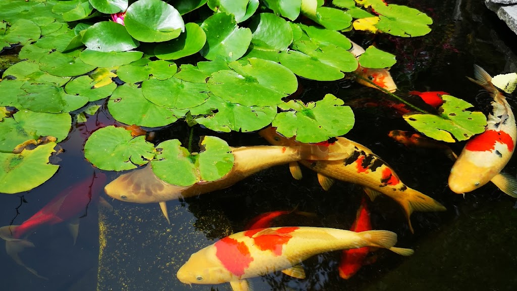 Pondcare.ca | 15447 80A Ave, Surrey, BC V3S 7X7, Canada | Phone: (604) 808-3908