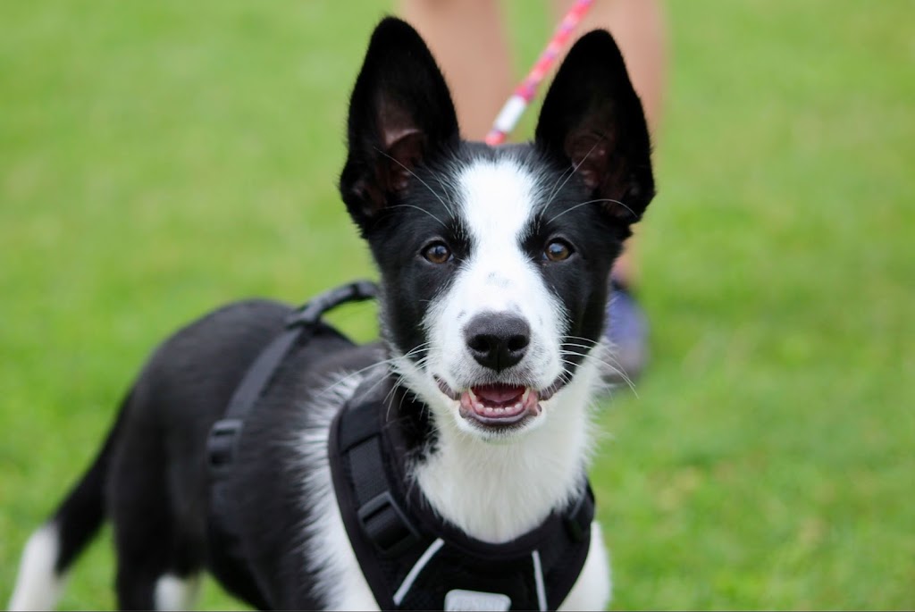 For the Love of Dog! Agility Training and Event Centre | 1638 PE-19, Prince Edward Island C0A 1H6, Canada | Phone: (902) 316-0219