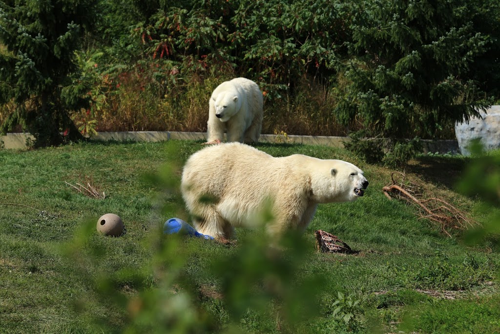 Polar Bear Exhibit | 2000 Meadowvale Rd, Scarborough, ON M1B 5K7, Canada | Phone: (416) 392-5929