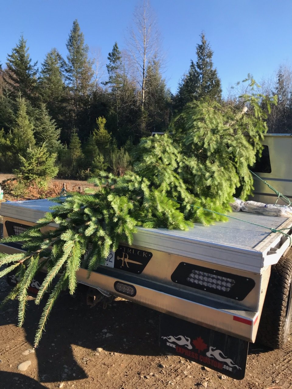 Whiskey Creek Christmas Tree Farm | Melrose Rd, Qualicum Beach, BC V9K 2M9, Canada | Phone: (250) 661-9528