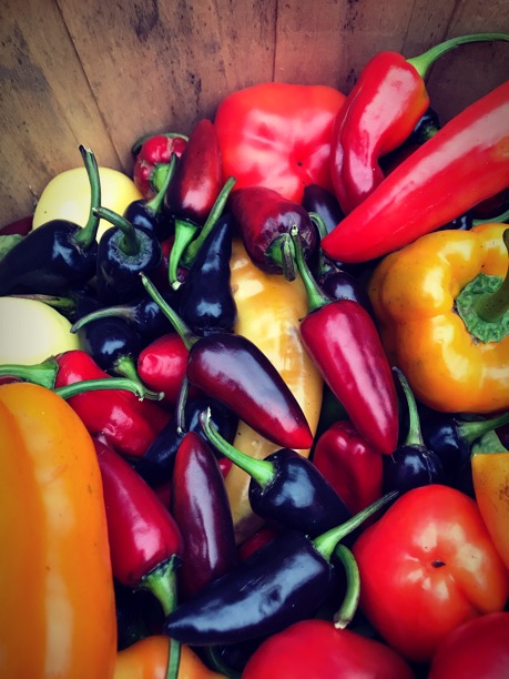 Seed to Feed Co. Ltd | 1285 Canal Rd, Bradford, ON L3Z 4E2, Canada | Phone: (905) 716-7613