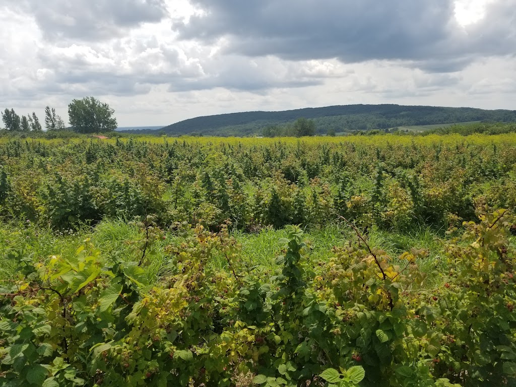 Verger Saab | 29 Rang Sainte-Sophie, Oka, QC J0N 1E0, Canada | Phone: (450) 479-6125