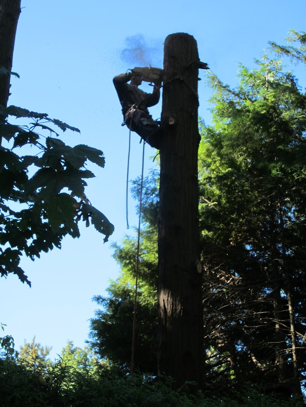 Aesthetic Tree & Hedge Services Brittania | 802 Britannia Way, Britannia Beach, BC V0N 1J0, Canada | Phone: (604) 716-7377