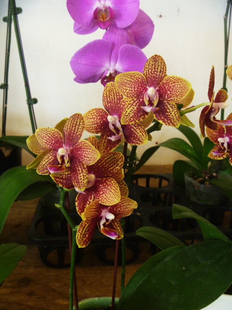 All Season Country Farm | 615 McCowan Rd, Scarborough, ON M1J 1K2, Canada | Phone: (416) 431-5365