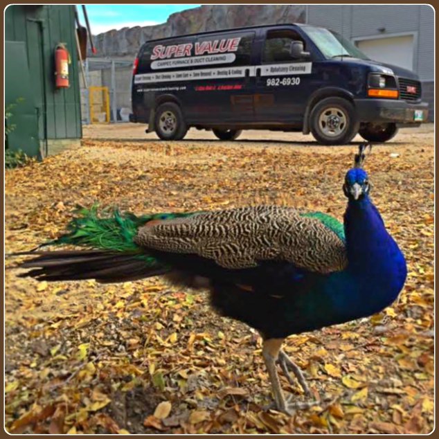 Super Value Home Services | 1485 Erin St, Winnipeg, MB R3E 2S9, Canada | Phone: (204) 982-6930