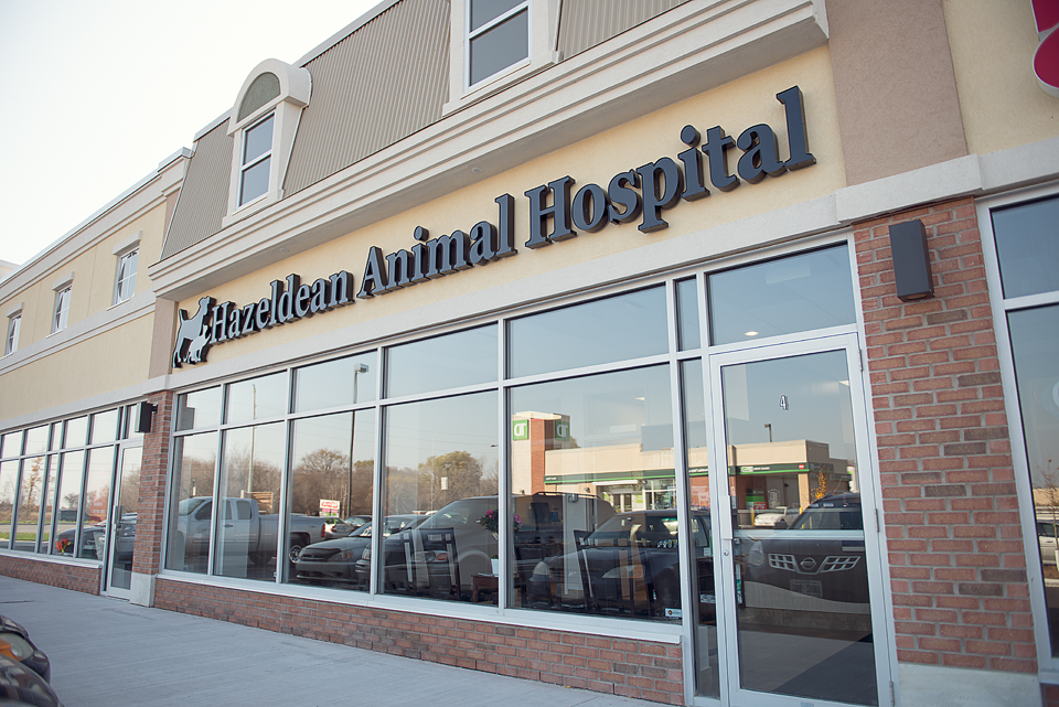 Hazeldean Animal Hospital | 5685 Hazeldean Rd, Stittsville, ON K2S 0P6, Canada | Phone: (613) 831-8788