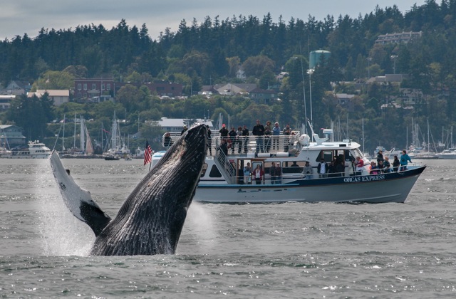 Orcas Island Eclipse Charters | 8368 Orcas Rd, Orcas, WA 98280, USA | Phone: (360) 376-6566