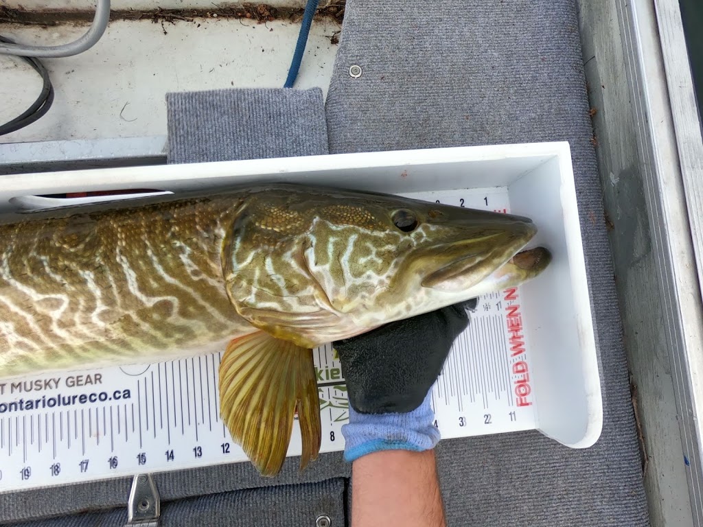 Jesse Kerr Fishing | 301 Kawartha Lakes County Rd 8, Kawartha Lakes, ON K0M 1N0, Canada | Phone: (226) 791-3094