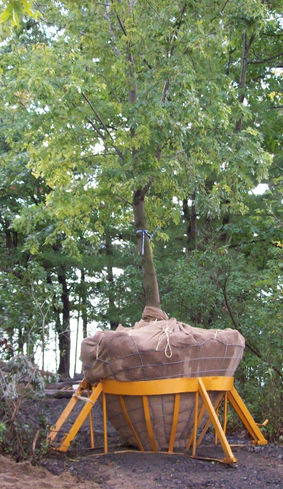 Hall Tree Spading a Division of Beech Nursery Group | 16725 Jane Street, King, ON L7B 0G8, Canada | Phone: (800) 463-1996